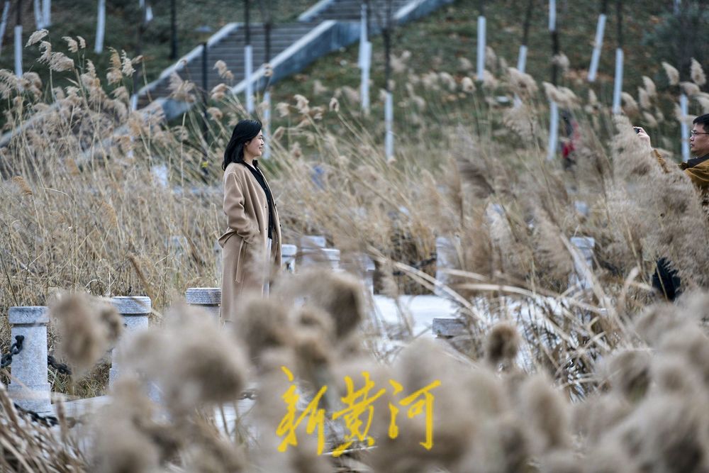 初冬济南这处湿地畔芦苇花摇曳起舞，白色浪漫等你邂逅