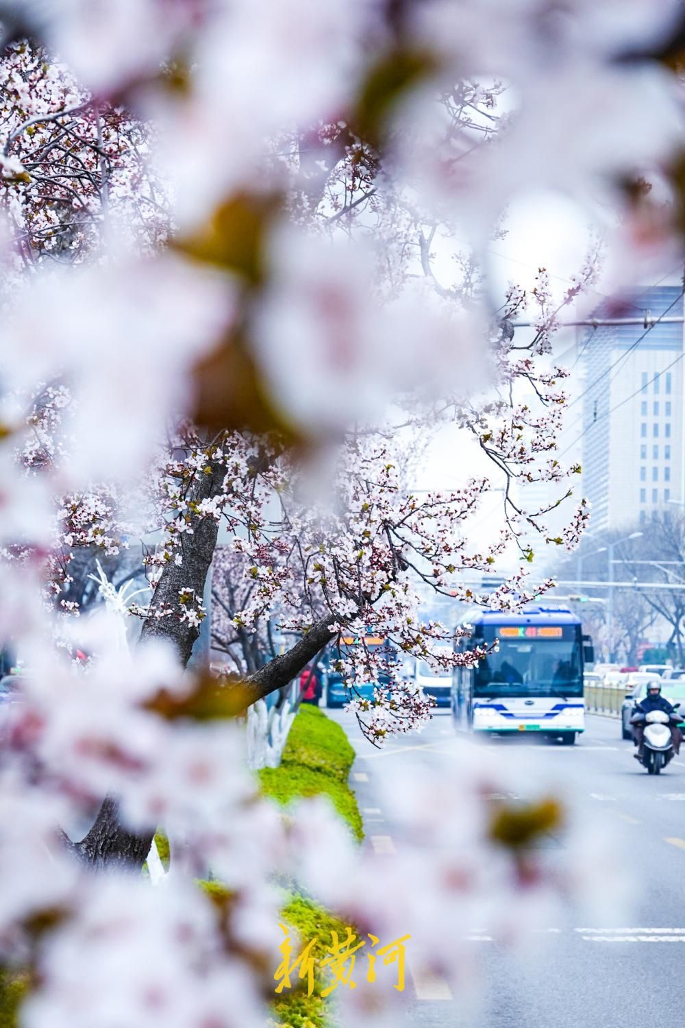 泺源大街紫叶李盛放 粉色花带扮靓济南