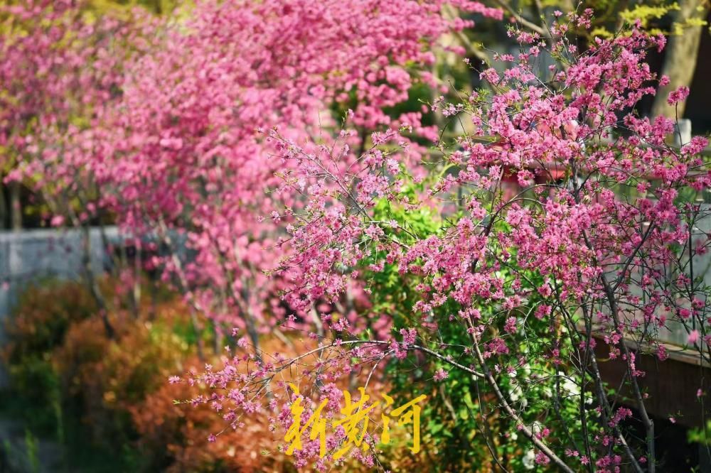 紫荆花盛放，扮靓济南工商河河岸
