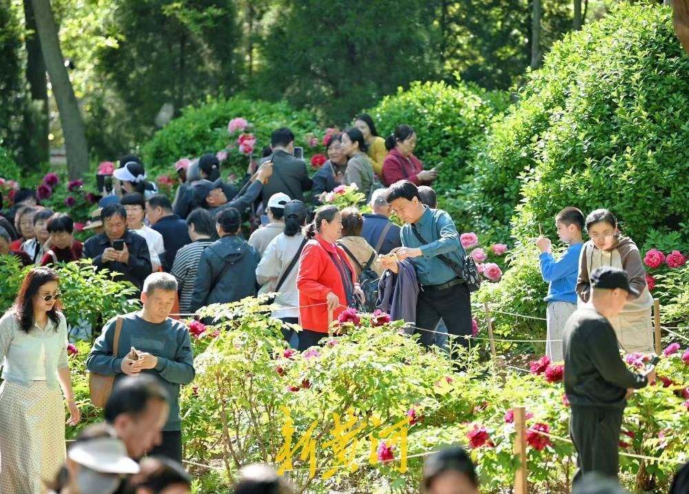 尽显国色天香 泉城公园牡丹园成济南春日顶流