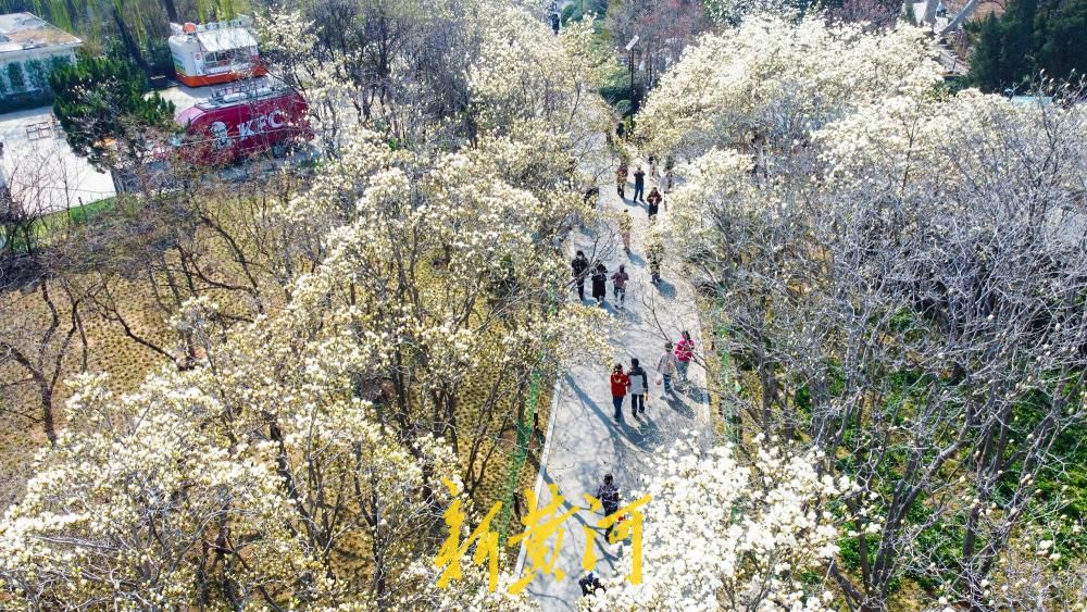 玉兰花海惊艳亮相，济南百花公园春色“撩人”