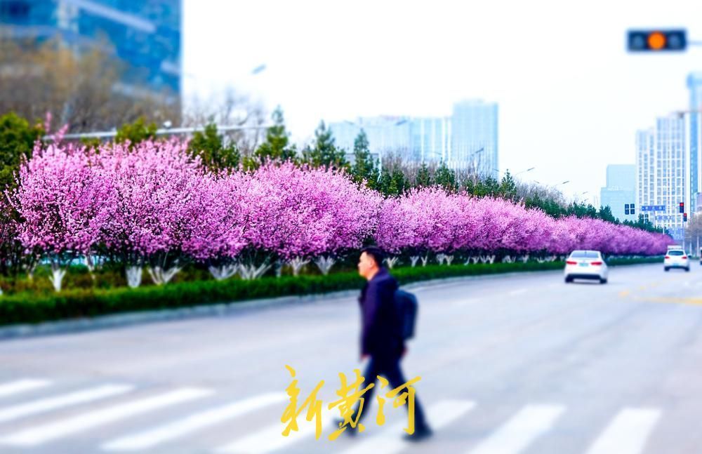 济南西客站片区美人梅盛放 多条街道变身“粉色花廊”