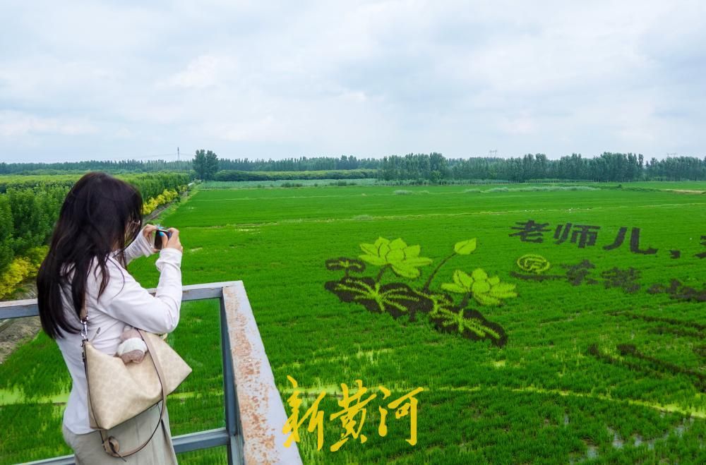 “马稻成功”“老师儿欢迎来济南”稻田里长出巨幅画