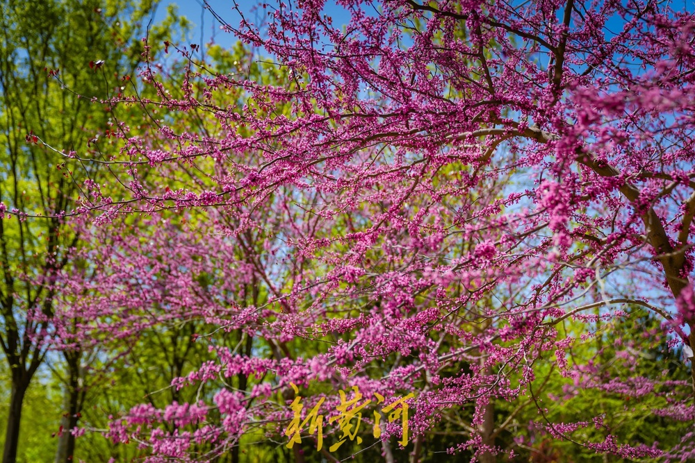 泉城四月天，美得好似打翻的调色盘