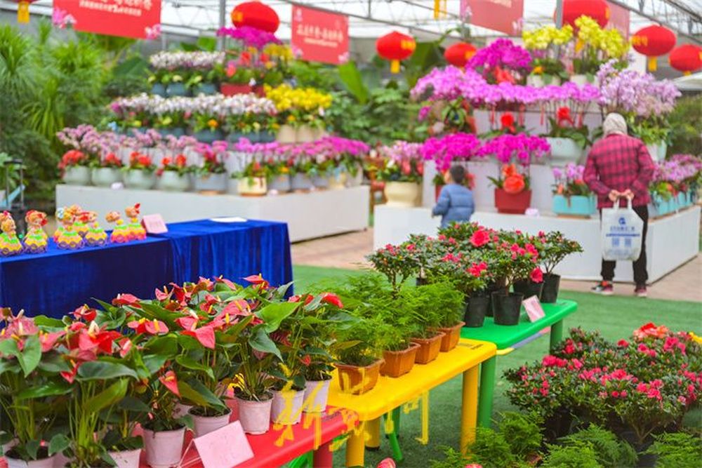 年宵花展汇聚各色花卉争奇斗艳  