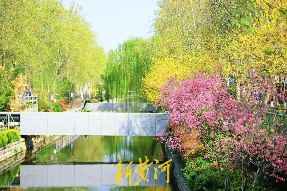 紫荆花盛放，扮靓济南工商河河岸