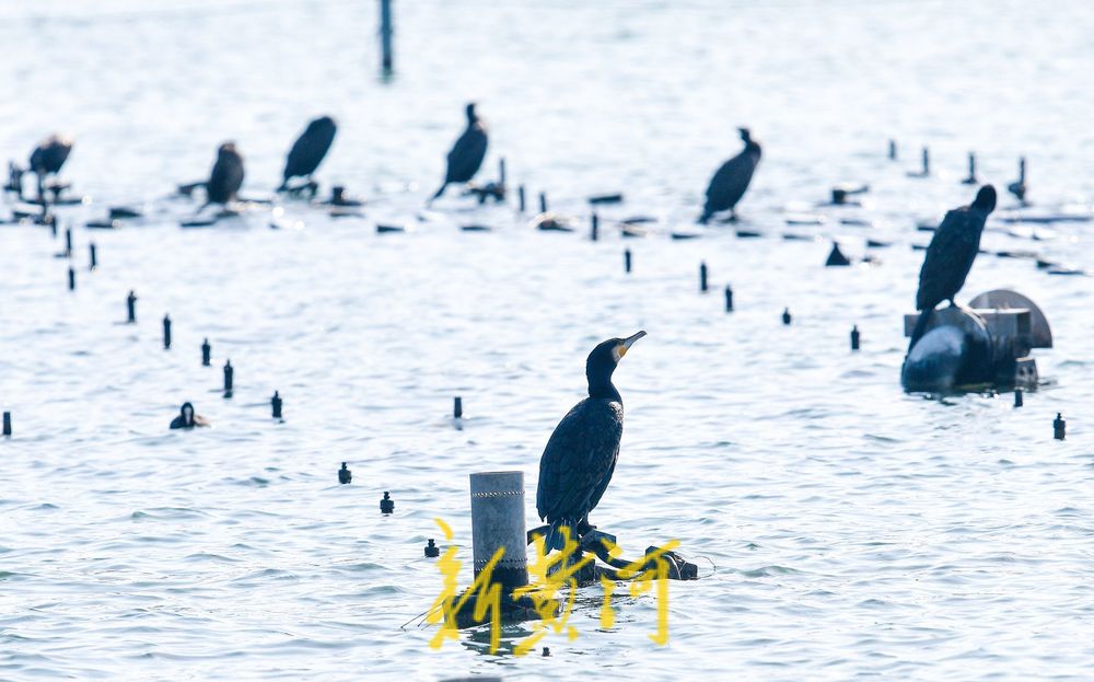 寒冬的鸟类“避风港” ：野生鸟驻足济南大明湖喷泉晒太阳