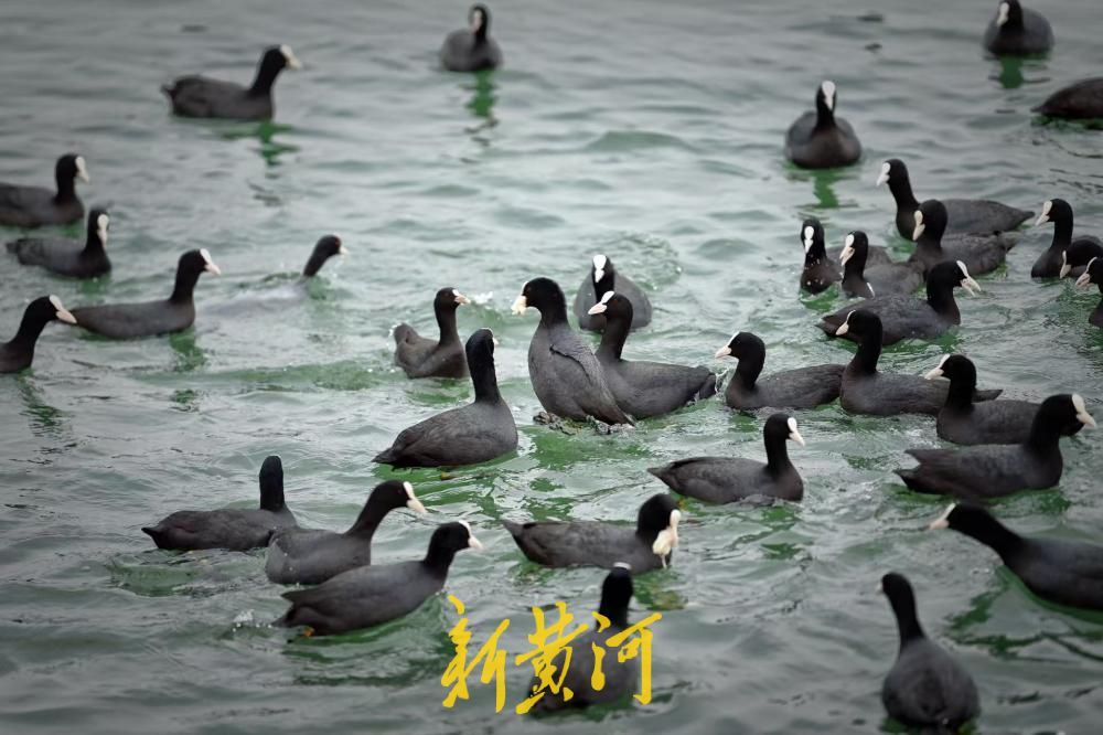 春日泉城升温 数百只白骨顶鸡大明湖畔嬉戏增趣味