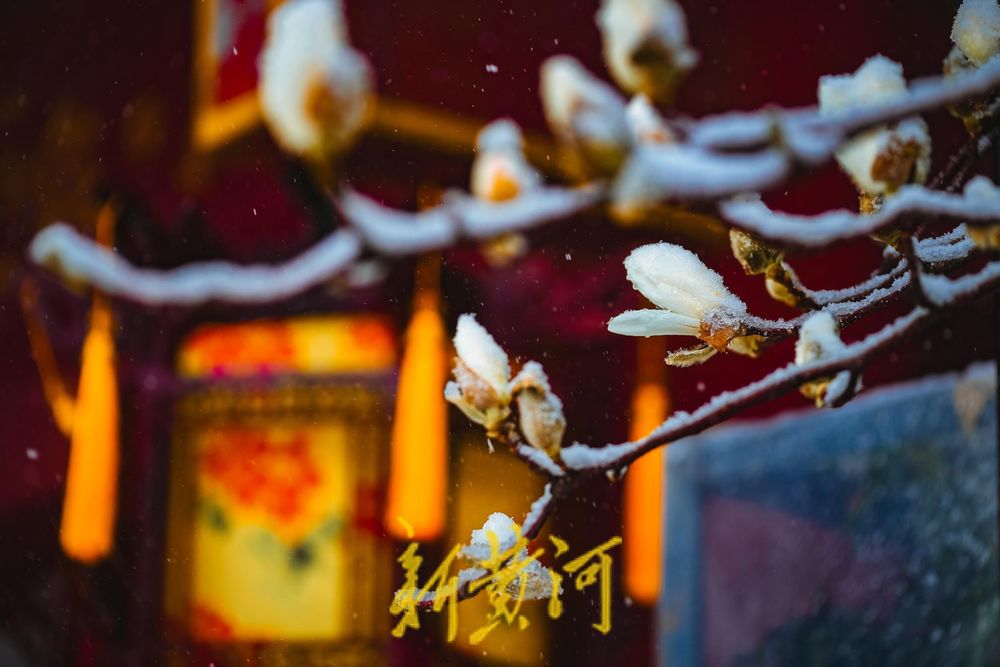 难得一见！白雪楼前，含苞玉兰傲雪待放