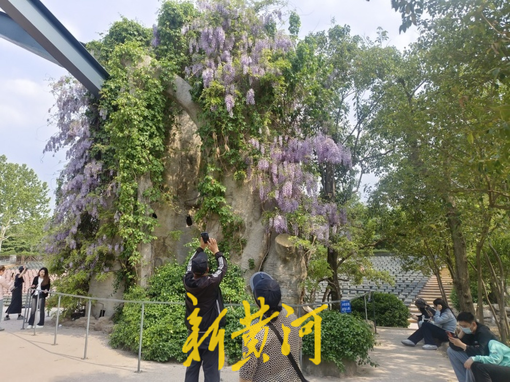 济南紫藤萝瀑布刷屏社交平台，有市民感慨“语文课本照进现实”