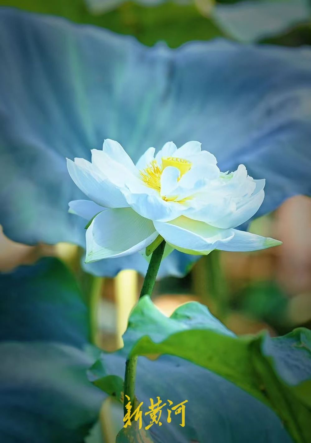 别样秋光，济南大明湖秋分荷正盛