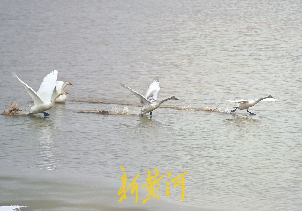 天鹅雪中起舞，演绎灵动之美