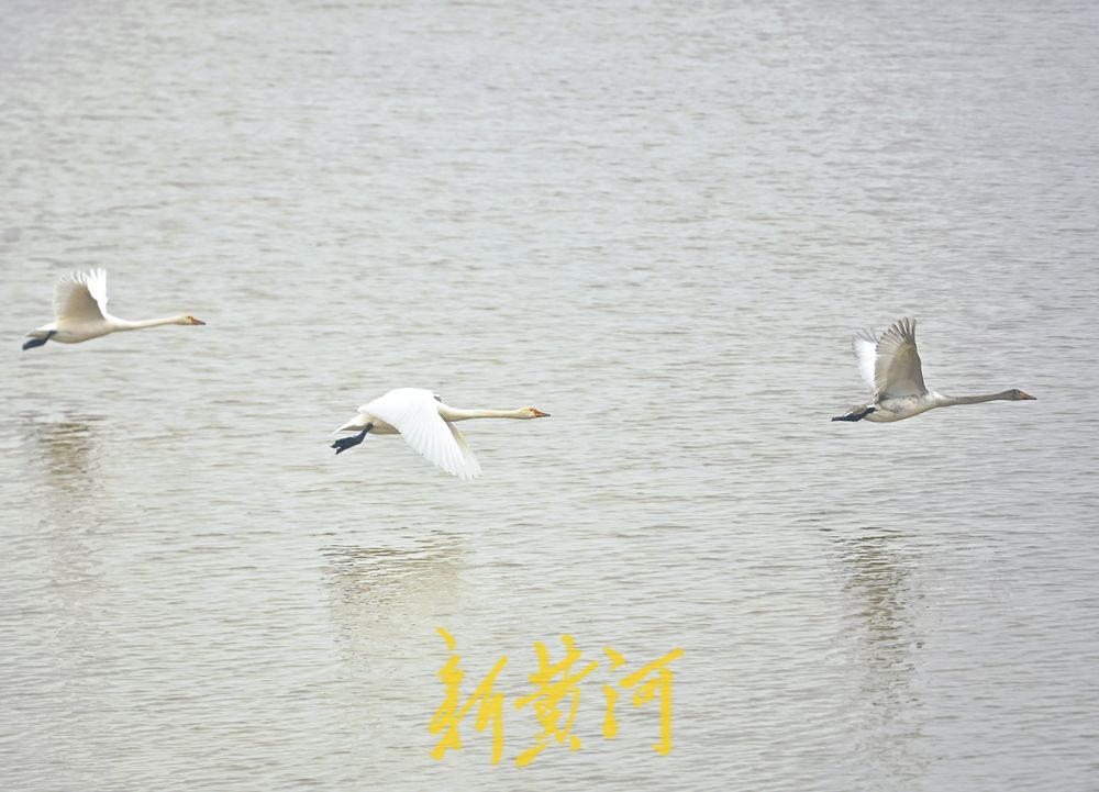 天鹅雪中起舞，演绎灵动之美