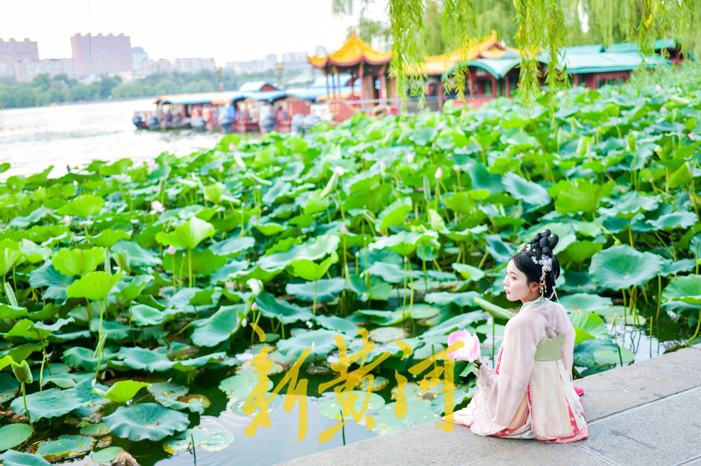 明湖堤岸变身网红打卡点  沉浸式体验“夏雨荷”赏荷