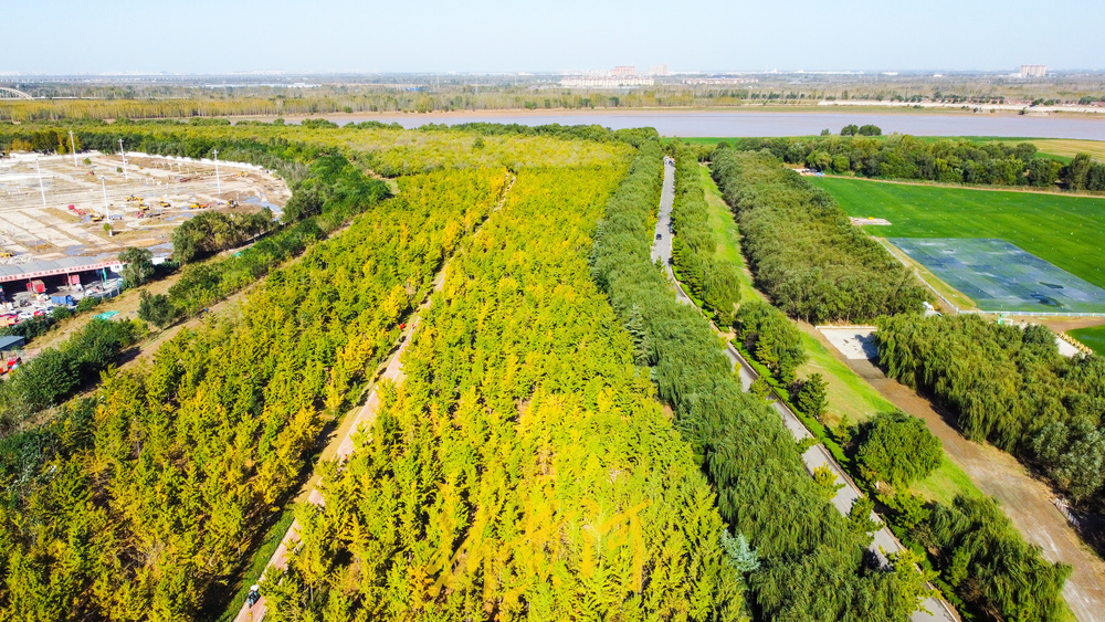 济南黄河生态草坪基地图片