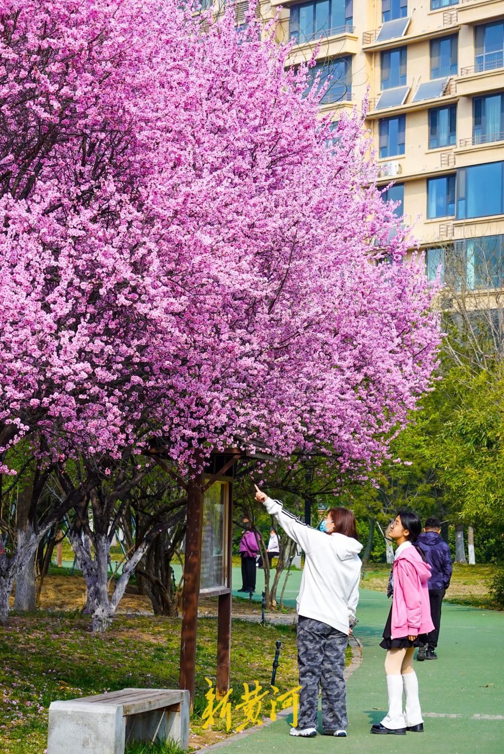 花开“梅”好时节,济南这处社区公园里花香四溢