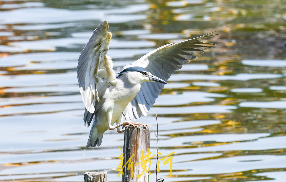 大明湖“老等”夏日回归，湖中捕鱼静赏湖光山色
