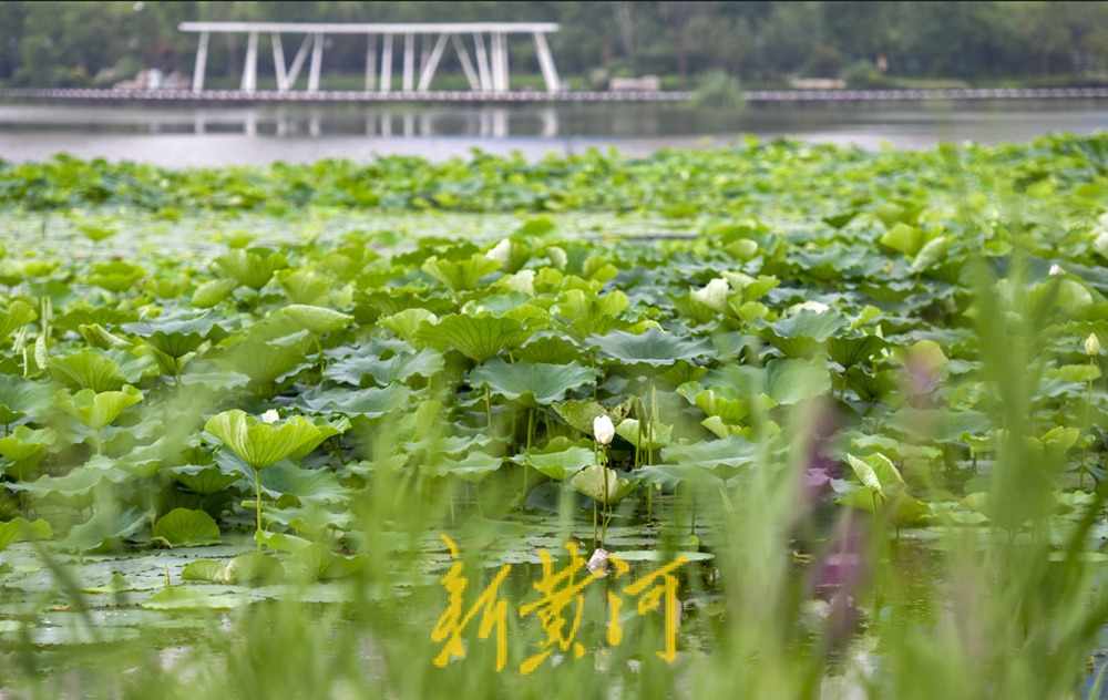 荷花盛开水禽畅游，云锦湖美在当“夏”  