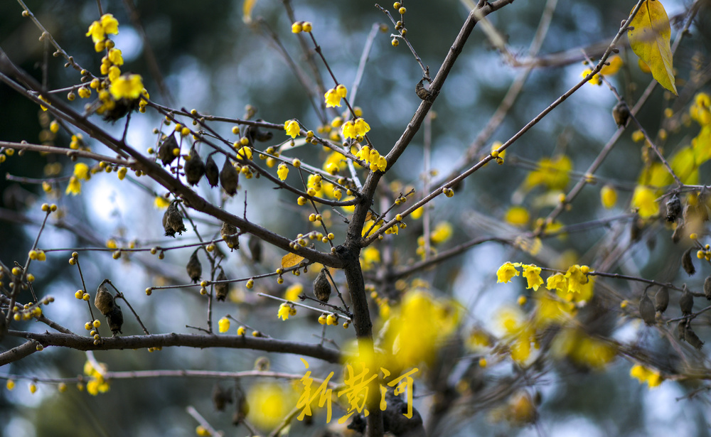 大明湖畔蜡梅初开 唤醒冬日诗意