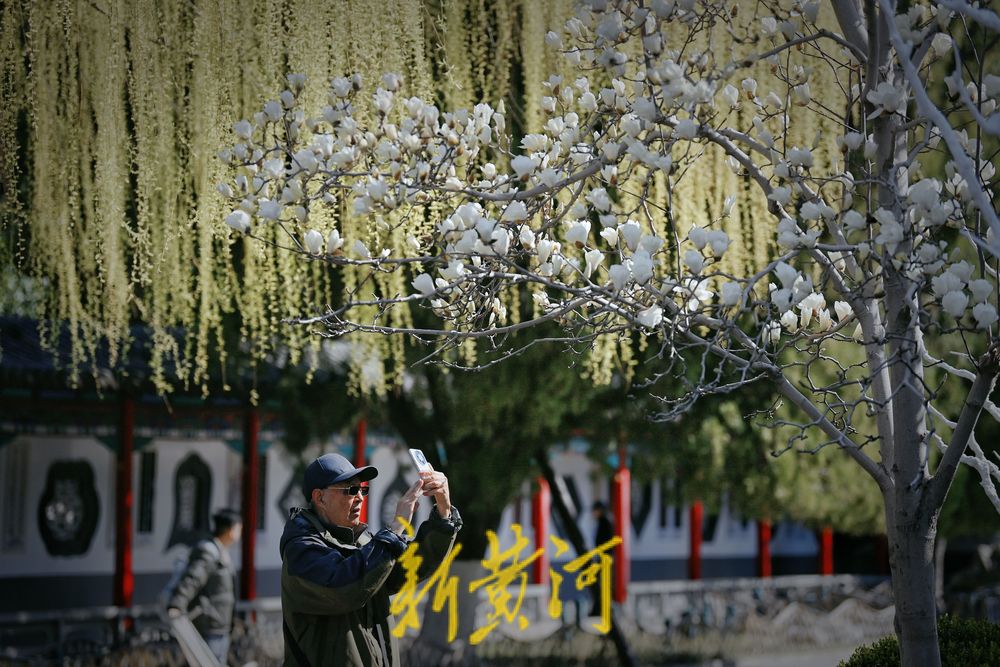 大明湖得月亭玉兰怒放清香怡人