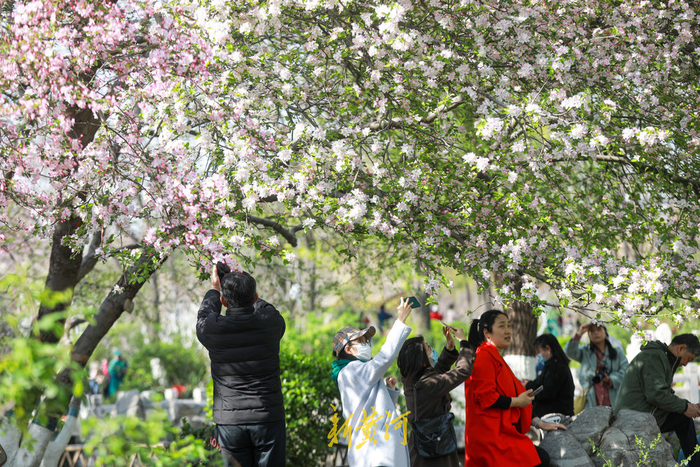 五龙潭公园花卉有了“二维码”，赏花还能学花卉知识