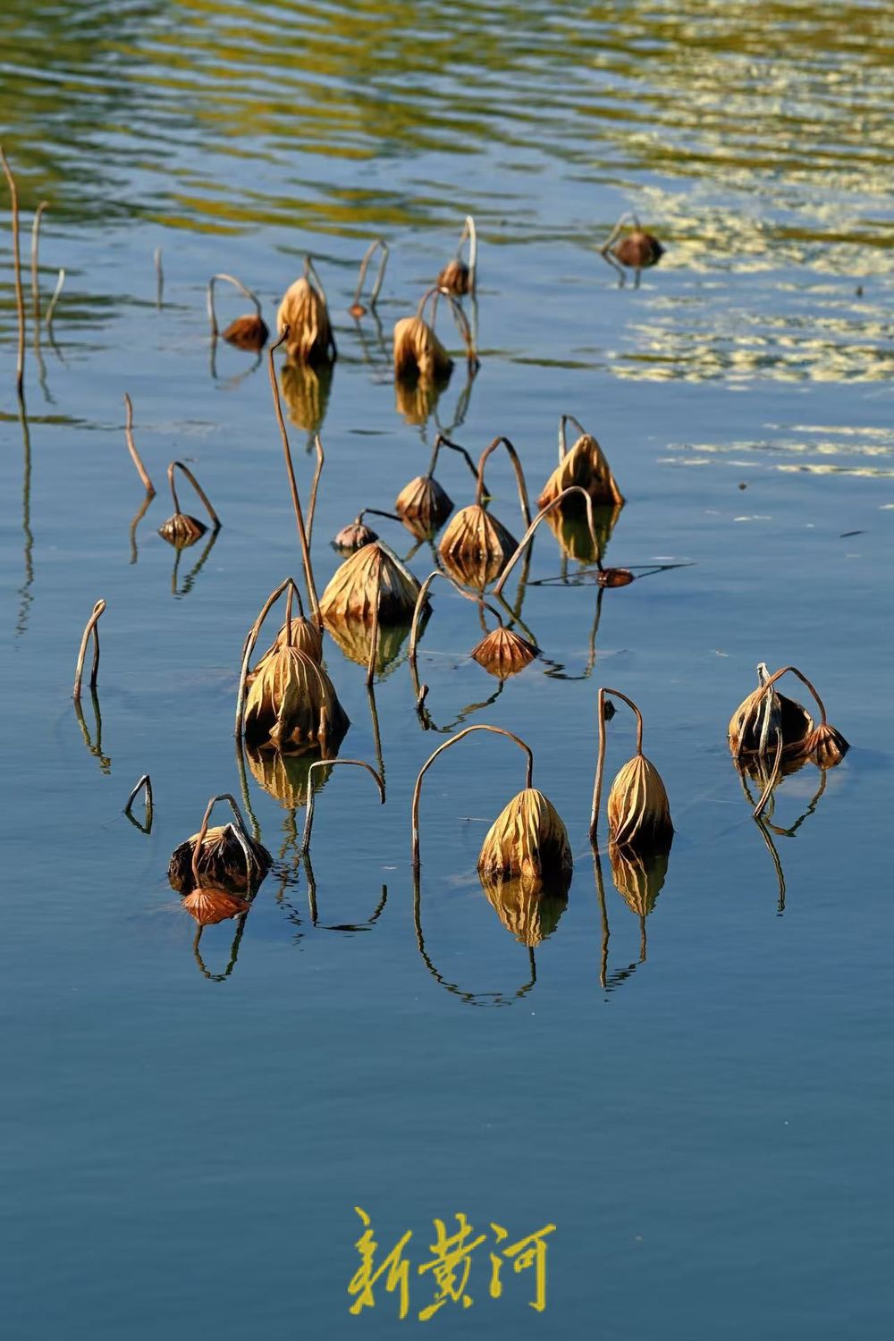 大明湖畔上演残荷风光，尽显冬日美景