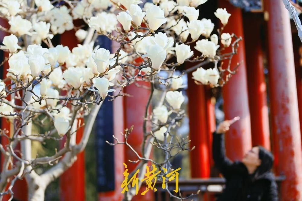 已进入最佳观赏期，大明湖得月亭白玉兰怒放