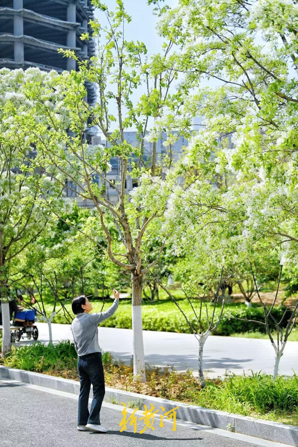 济南中央商务区流苏花如约绽放，白花飘荡如覆春雪