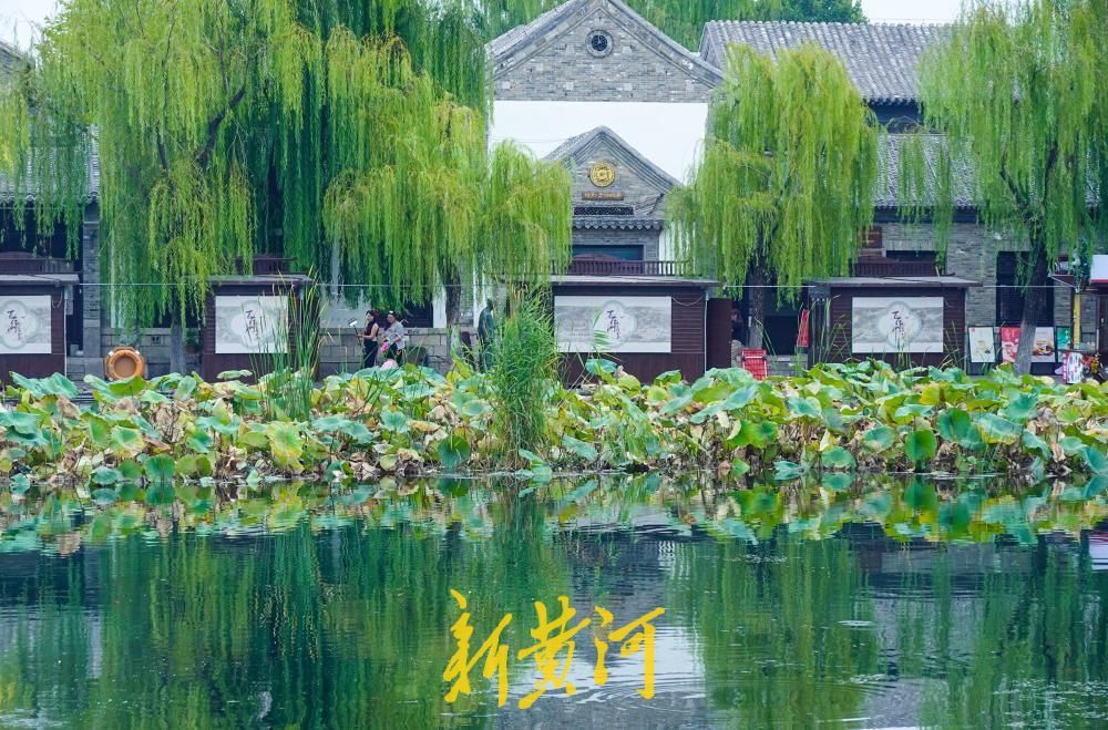 济南百花洲秋色入画来，残荷垂柳倒映成景