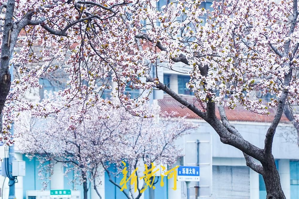 泺源大街紫叶李盛放 粉色花带扮靓济南