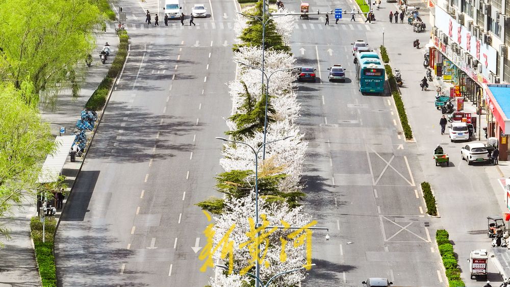 一路一场携手成景 樱花景观带迎来最美时光