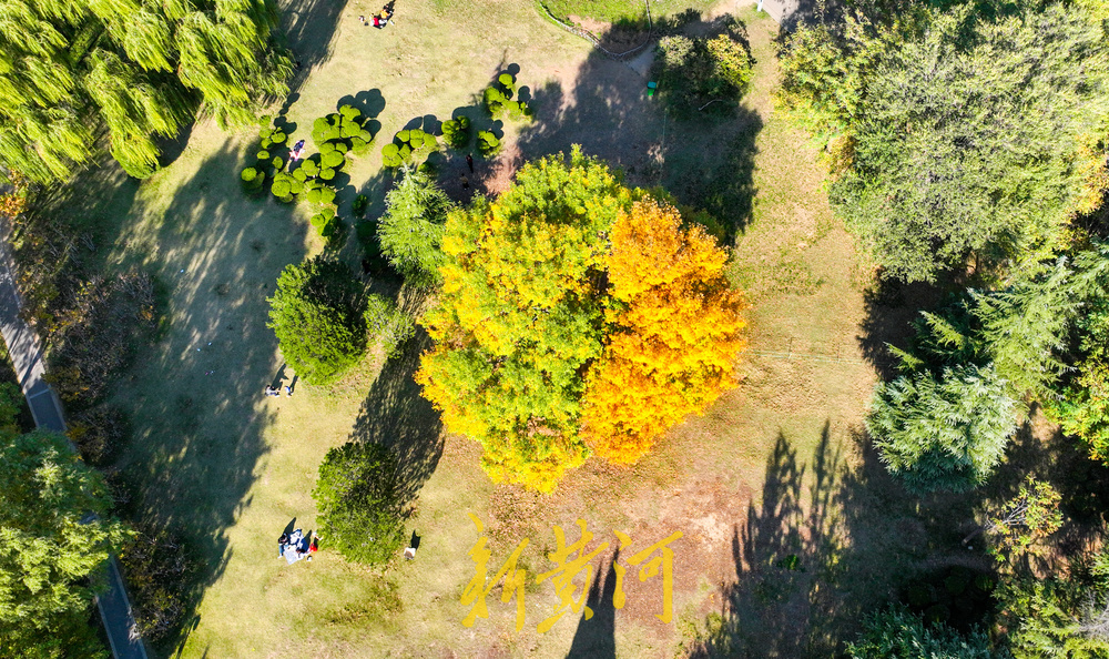 醉美银杏林上线，深秋的济南迎来“颜值巅峰”