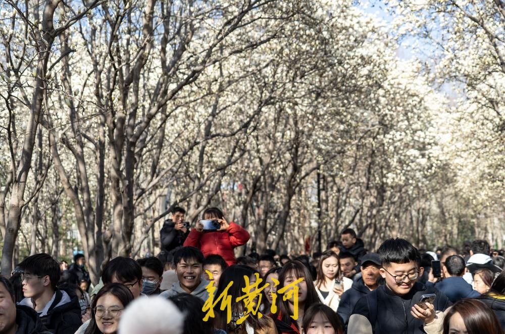 济南春天第一波顶流登场,和百花公园玉兰花撞个满怀吧!