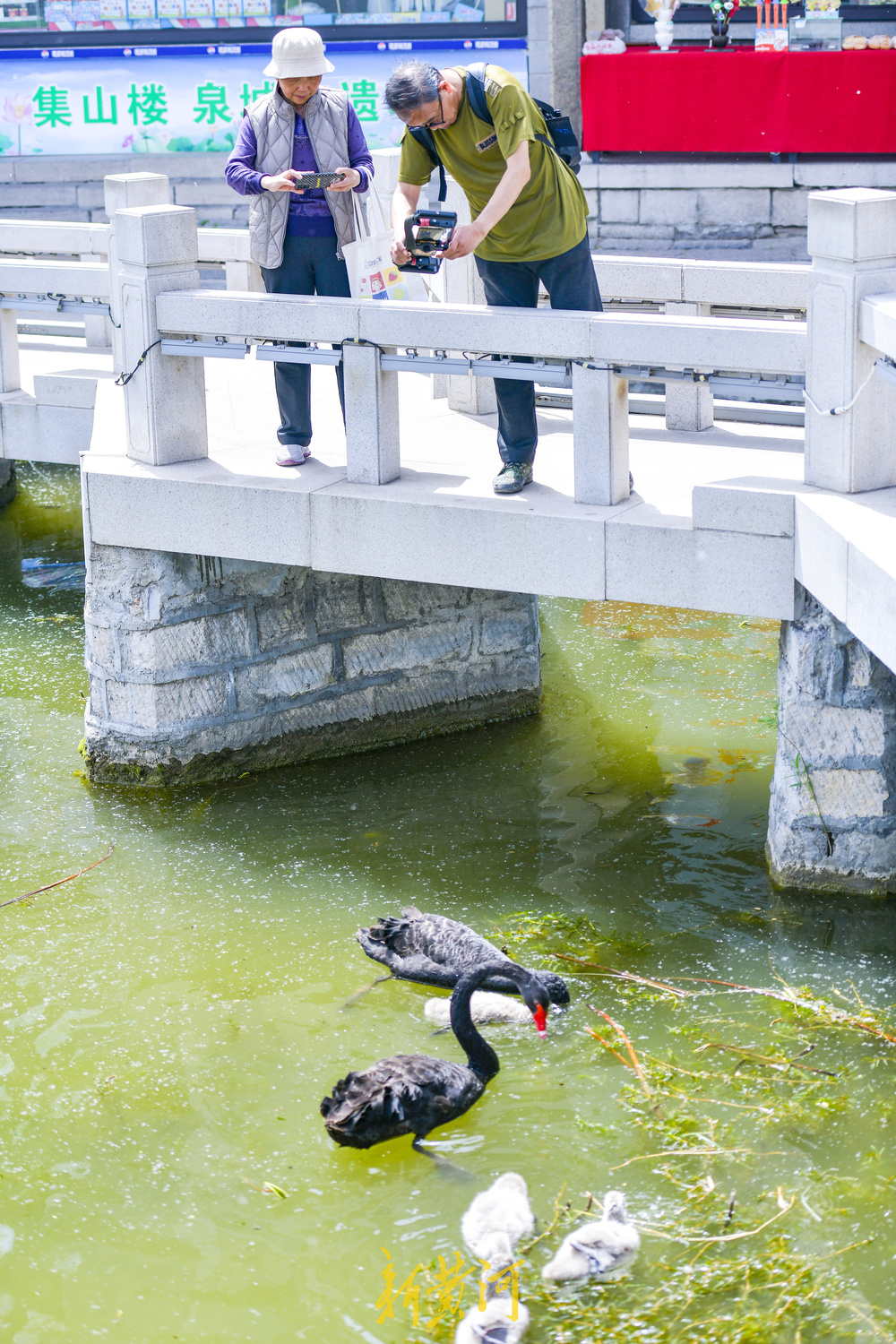 大明湖“鹅丁兴旺”成网红 游客打卡见证成长之旅