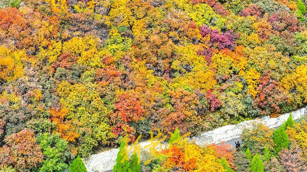 济南大千佛山风景区现“双面秋色” 登高望远一览漫山红翠交织  