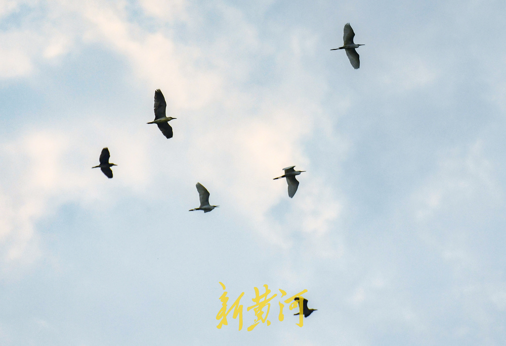 济南腊山河生态环境提升，为鸟儿觅食提供好去处