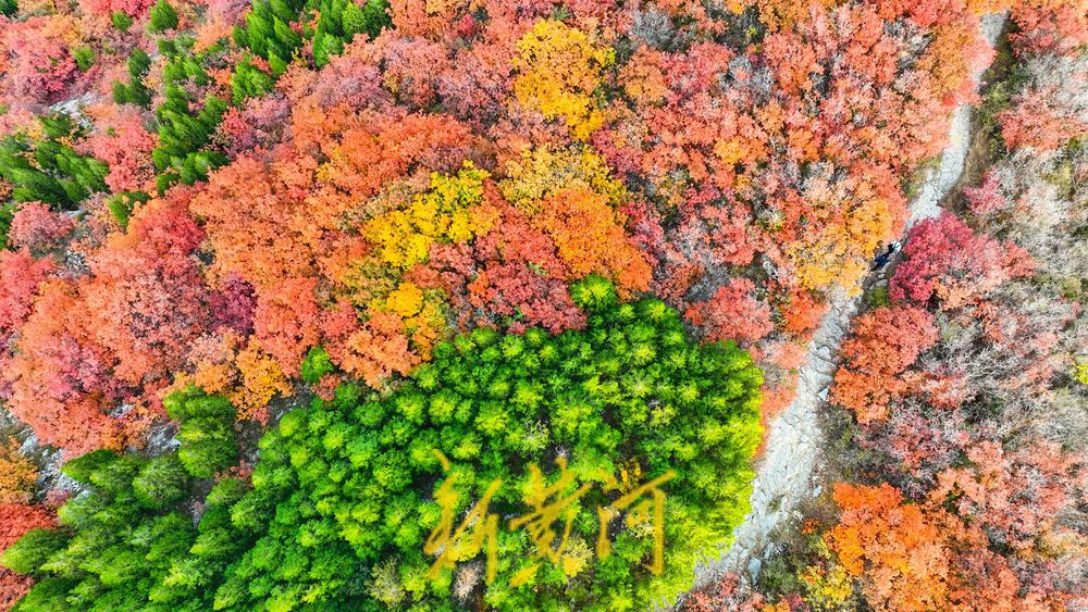 深秋时节，济南西部城区红叶漫山
