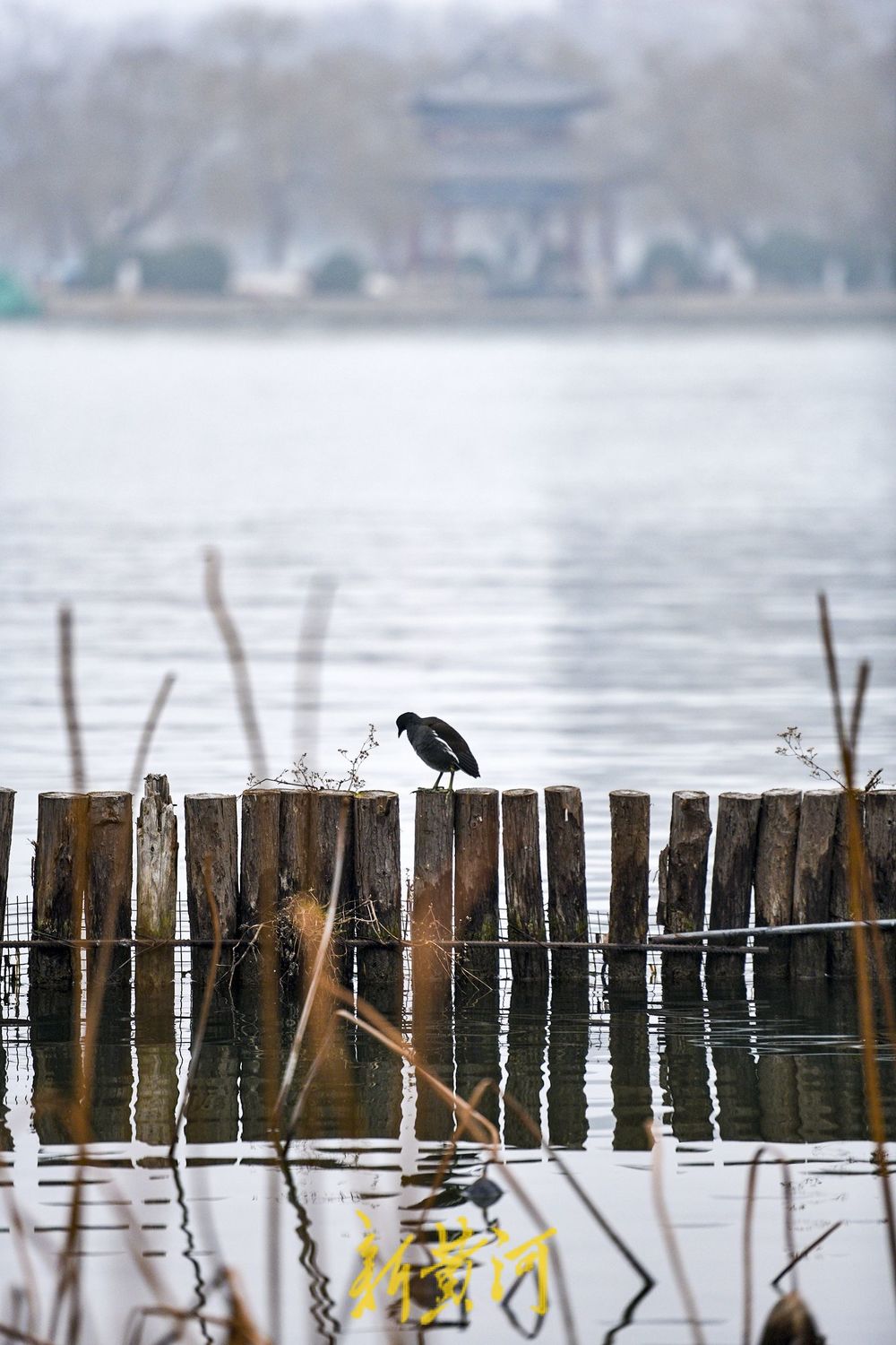 泉城雾色如画，大明湖化身水墨丹青