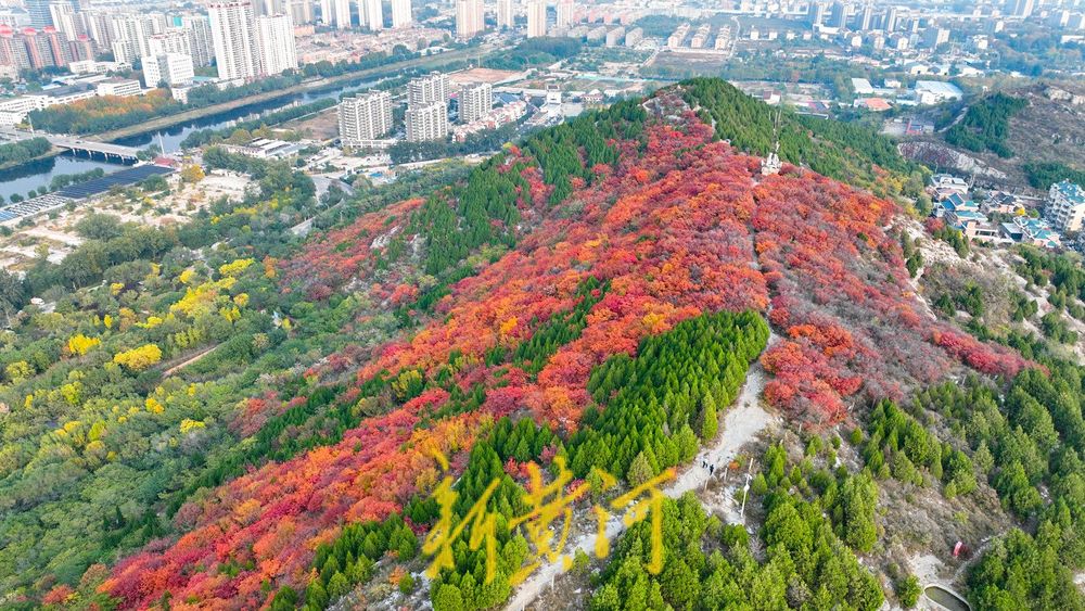 深秋时节，济南西部城区红叶漫山