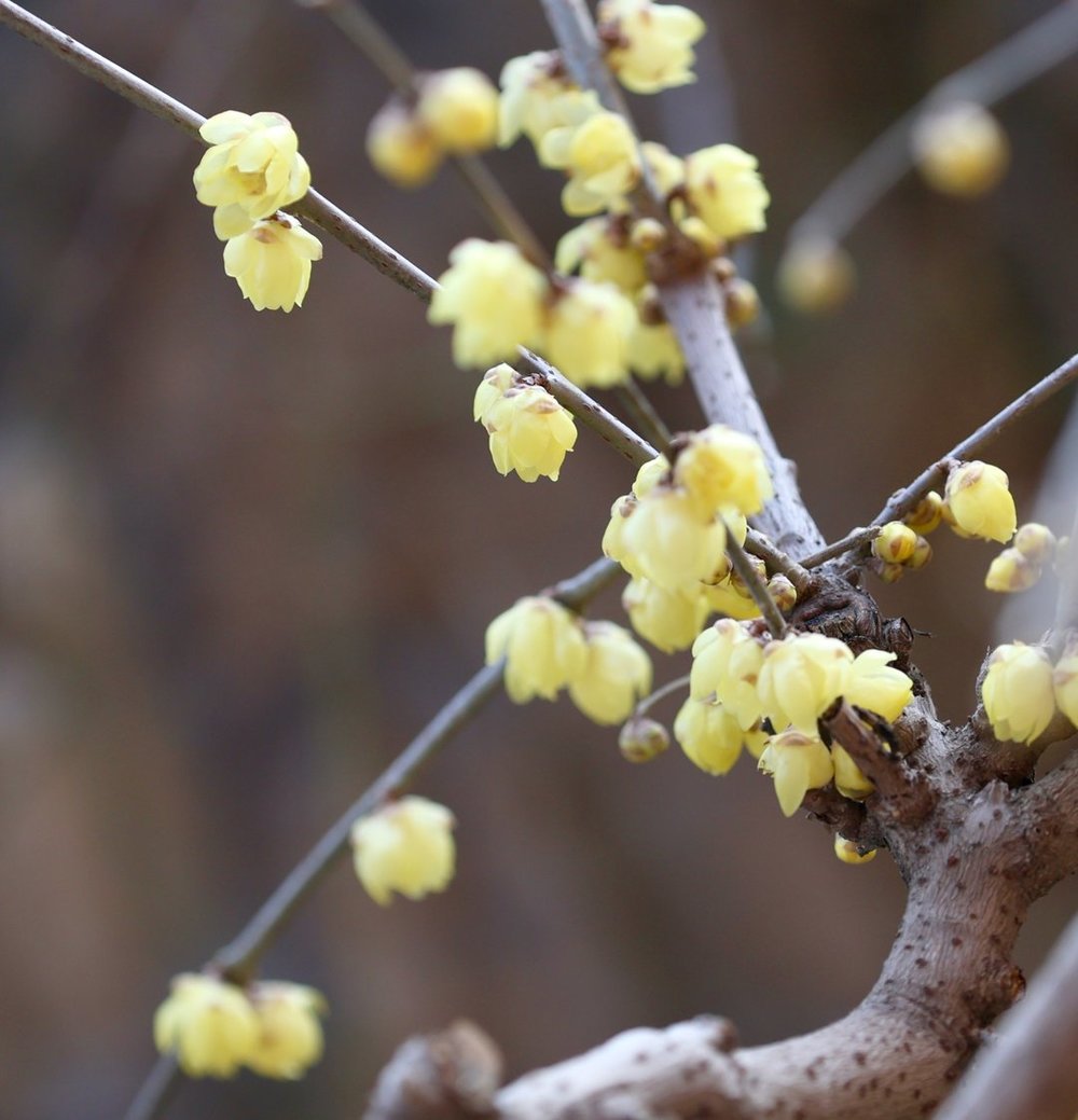 一年四季 泉在济南丨提前两个多月开放，趵突泉畔“梅”景迷人