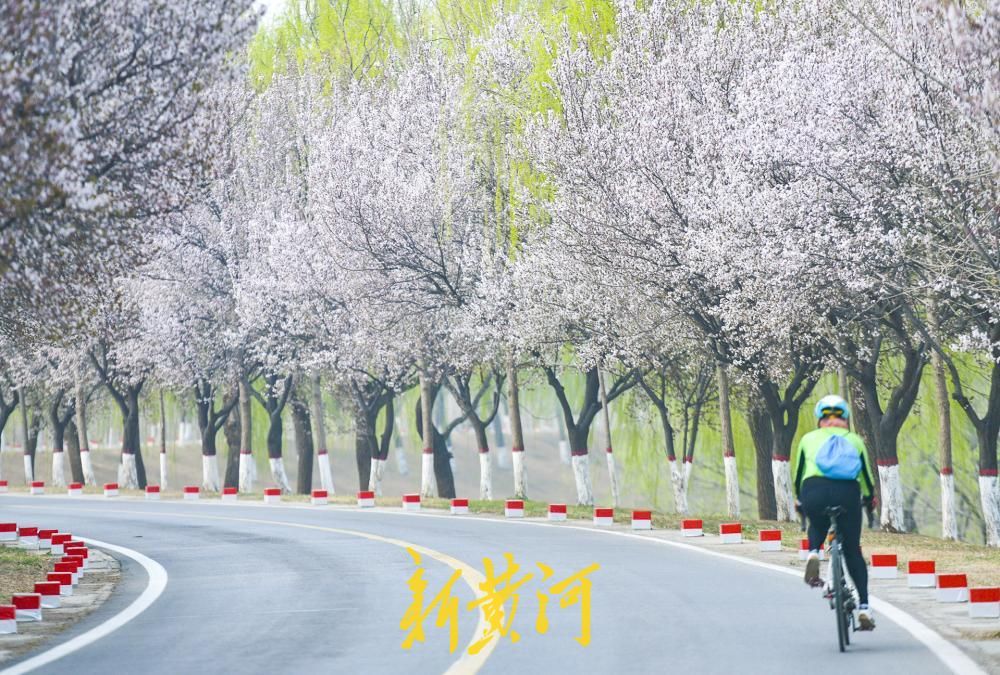 济南数十里“花海大道”亮相黄河畔