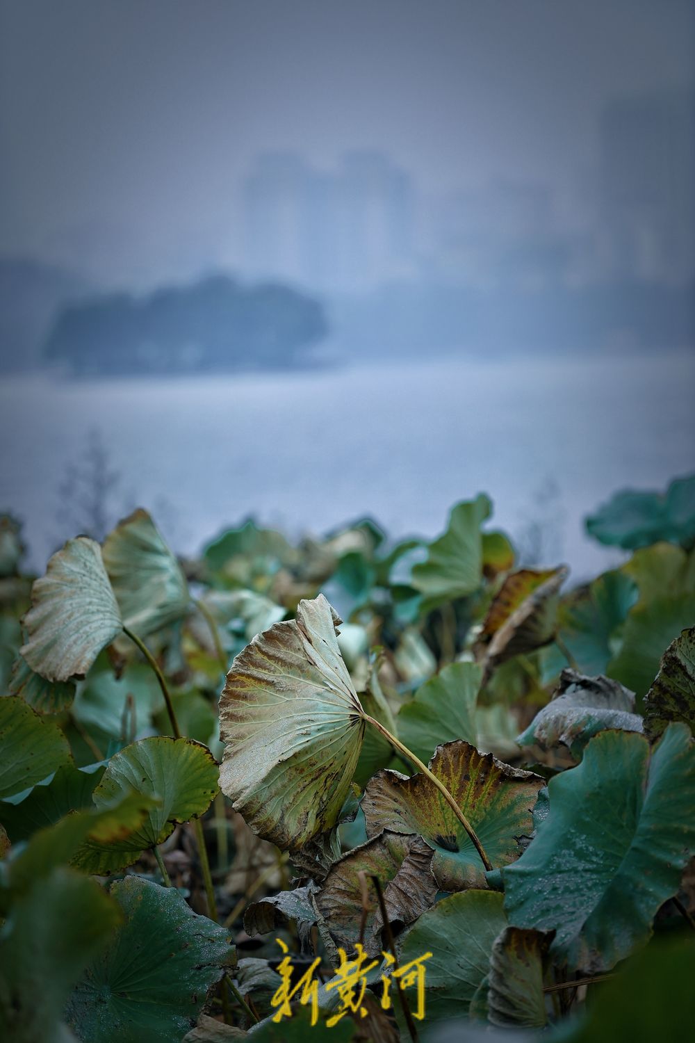 大明湖畔秋雨落残荷