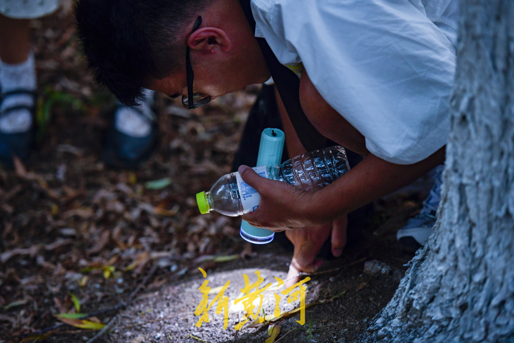 又到了摸知了猴的季节，树林里到处闪着手电筒的光