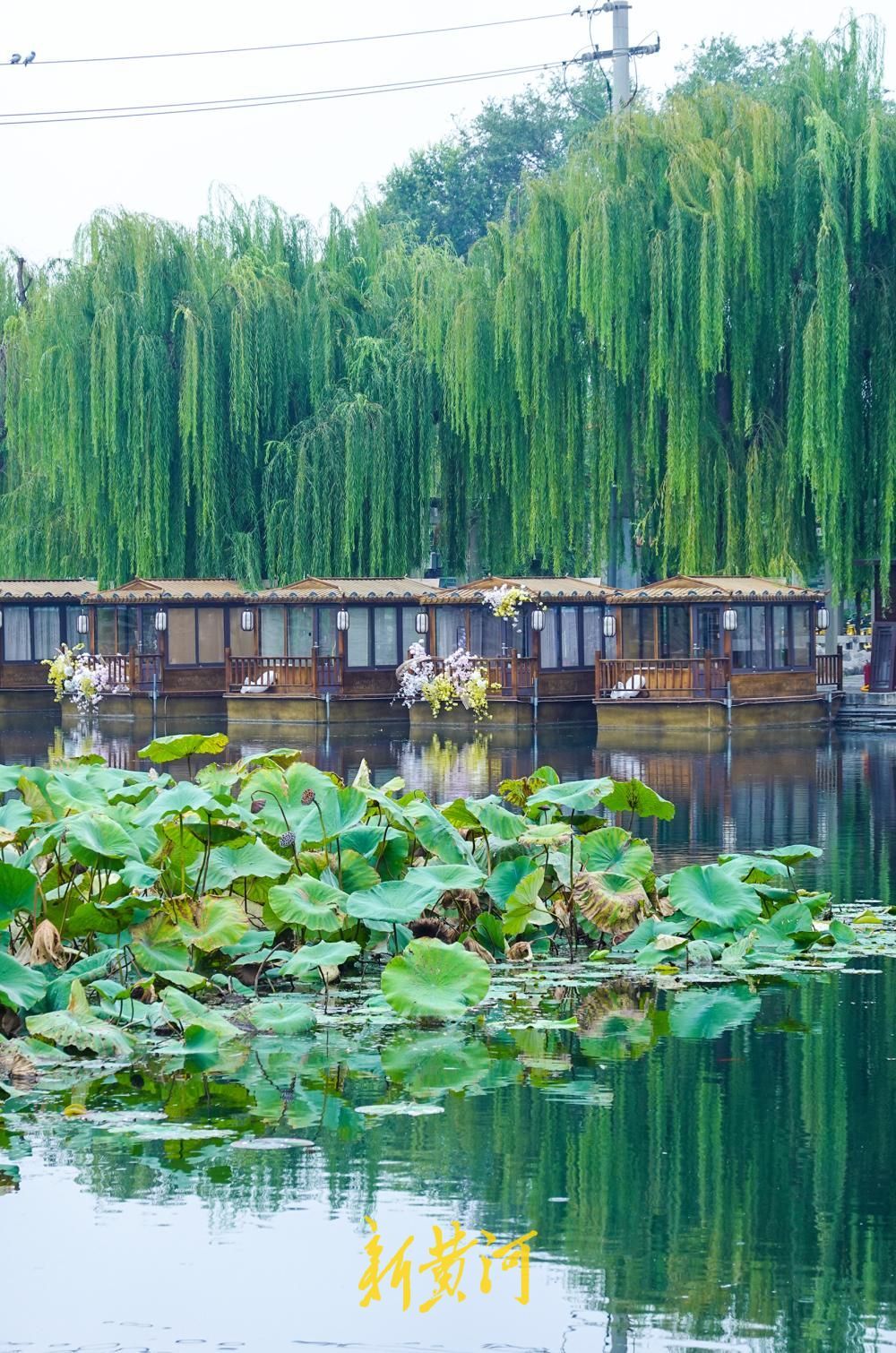 济南百花洲秋色入画来，残荷垂柳倒映成景