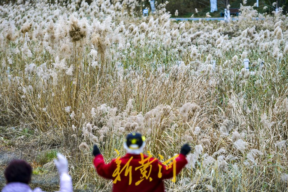 初冬时节，在济南凤凰湖湿地邂逅诗意与浪漫