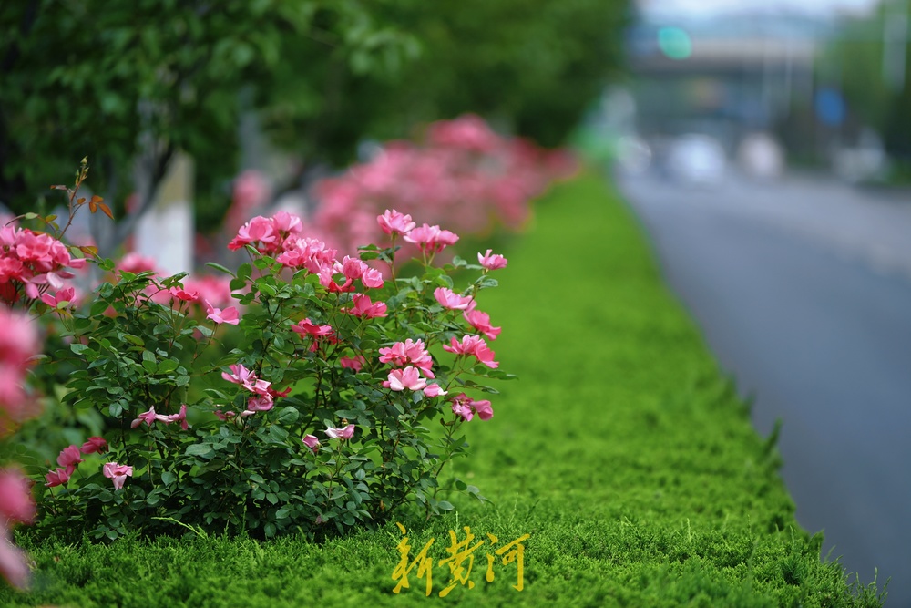 浪漫“月季花廊”扮靓济南西城  
