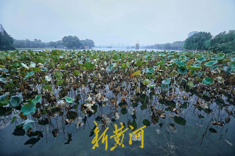 大明湖畔秋雨落残荷