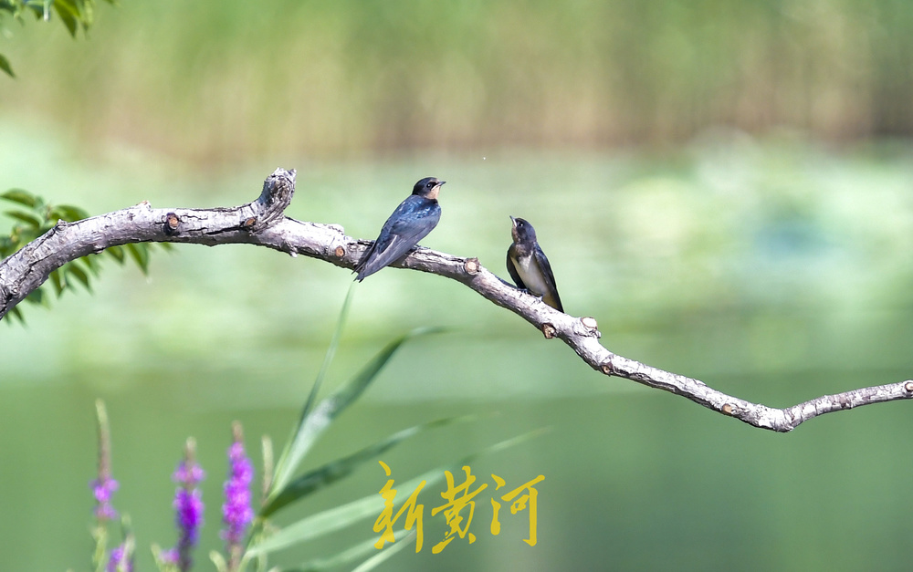 济南森林公园湖中岛成鸟乐园 燕子“蜻蜓点水”踏浪飞