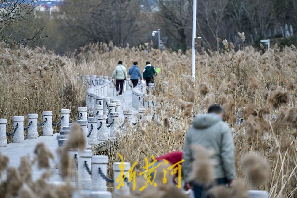 初冬济南这处湿地畔芦苇花摇曳起舞，白色浪漫等你邂逅