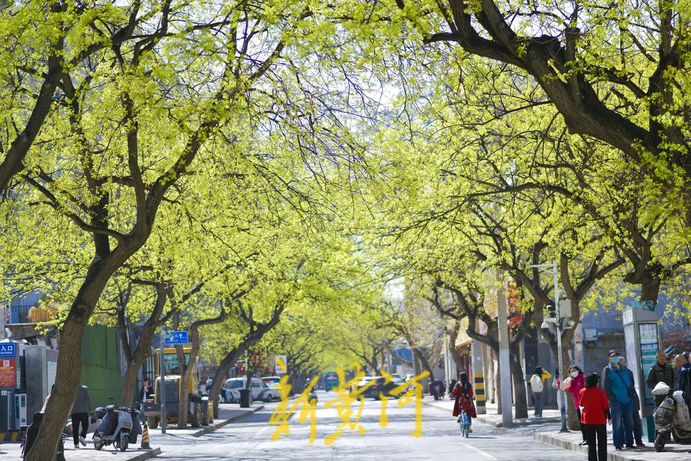 春花齐放增添浪漫气息 老商埠开启春日打卡潮